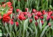 Tulipa Red Princess (2)